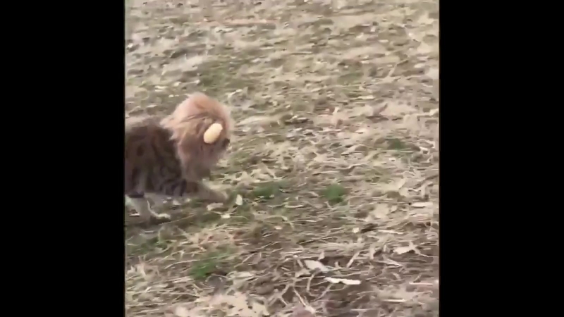 Simba porn video – Little simba