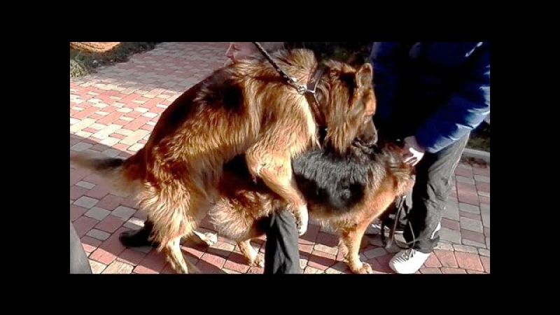 Вязка молодые с инструктором mating (pairing) german shepherds कुत्ता संभोग। التزاوج الكلاب