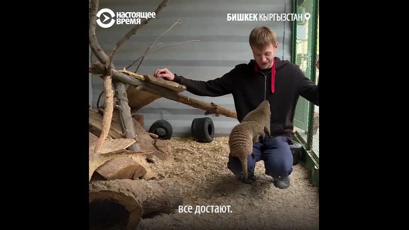 Первый в бишкеке реабилитационный центр для зверей