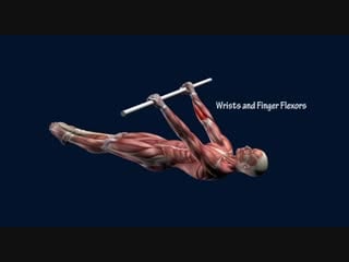 Sls how to front lever muscle anatomy training program easyflexiiblity