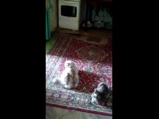 Vid 20200406 145544 mp4