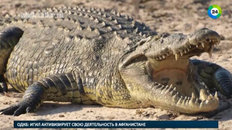 Названо имя россиянина, растерзанного крокодилом в индонезии