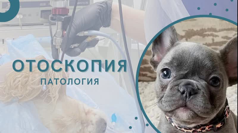 Отоскопия полип нсп, средний отит у фр бульдога