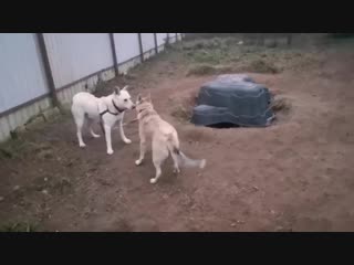 Умка и девочки играют