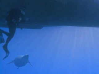 Bbc прогулки с морскими чудовищами (2003) 2 я серия