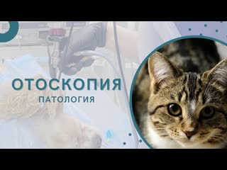 Отоскопия наружний отит у кошки