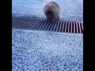 Tiny puppy overcomes a grate