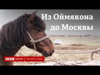 Верхом из оймякона до москвы два якутских коневода пытаются привлечь внимание к якутским лошадям