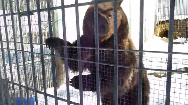 Проснулась медведица соня/«суперомск»