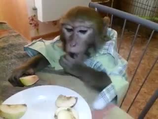 Rju vidos бухаем с обезьяной
