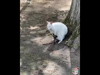 Just an adorable video of a rare white wallaby and its joey