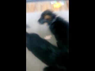 Trim 20200131 133324 mp4