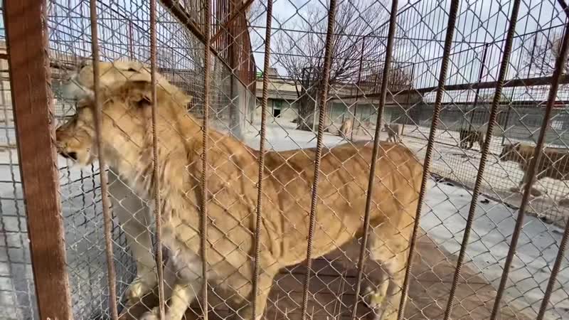 Две молоды и самые ласковые львицы тайгана