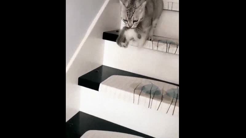 Гифки | котэ | личинка котэ