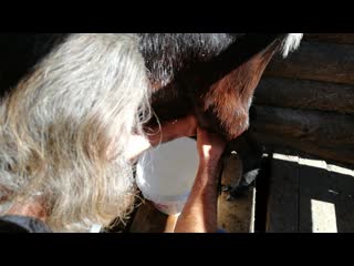 Ручная дойка матильды