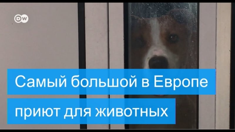 Берлин как работает крупнейший в европе приют для молодые