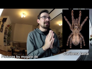 You no longer have an avicularia genus revision