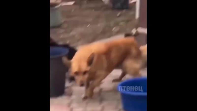 Фунтик сука, еби кiтьку