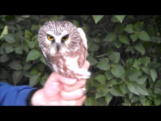 Owl head stabilization