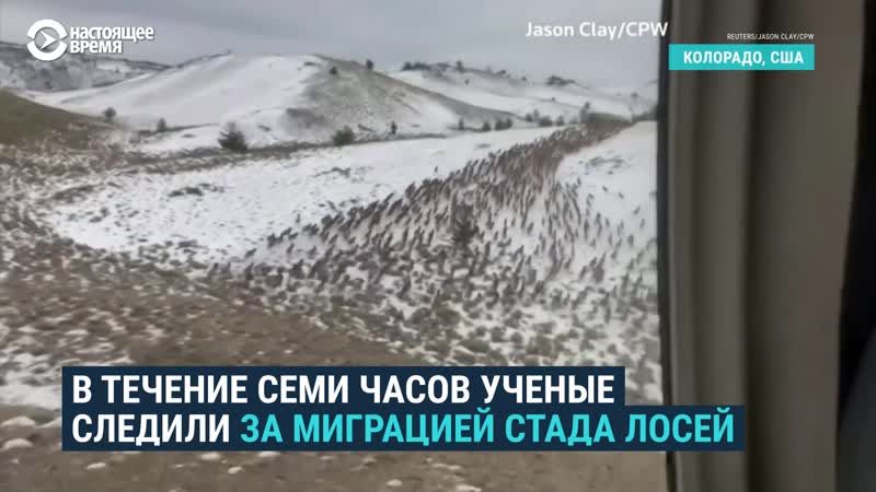 Миграция стада лосей