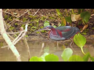 Agami heron agamia agami