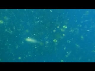 Bbc земля мощь планеты 4 океаны (2007)