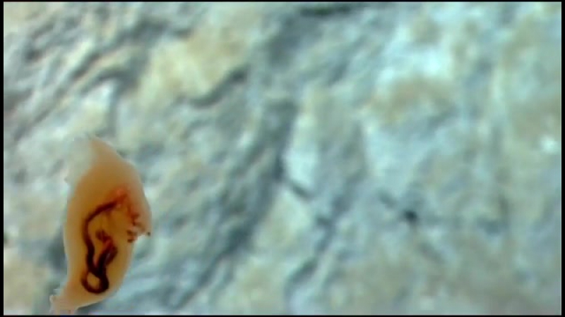 Морской огурец (ориг "sea cucumber exploring puerto ricos seamounts, trenches, and troughs 2015")