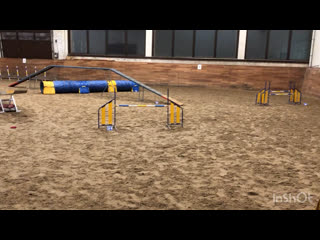 Боз, тренироа аджилити 04 03 21