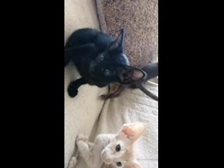 Пара пара пам🐱