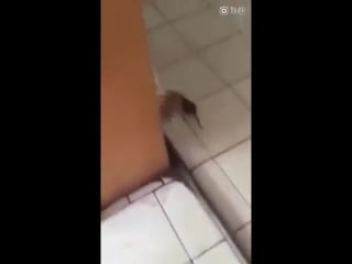 Tom jerry in real life! tables turned a terrified cat fleeing a mouse in sw chinas chengdu