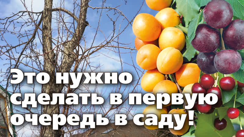 Абрикосы, сливы, вишни весной первые работы в саду с косточковыми культурами