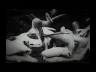 British mutoscope & biograph company pelicans at the porn (1898)