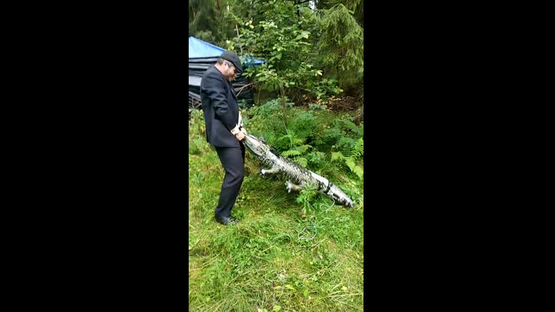 Порно с крокодилом или шотландские флэшбеки