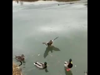 Mallard ducks on ice
