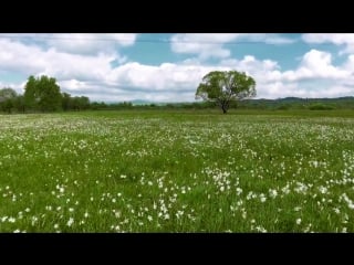 Прекрасна українська долина нарцисів (закарпаття / україна) #закарпаття #україна #природа ua