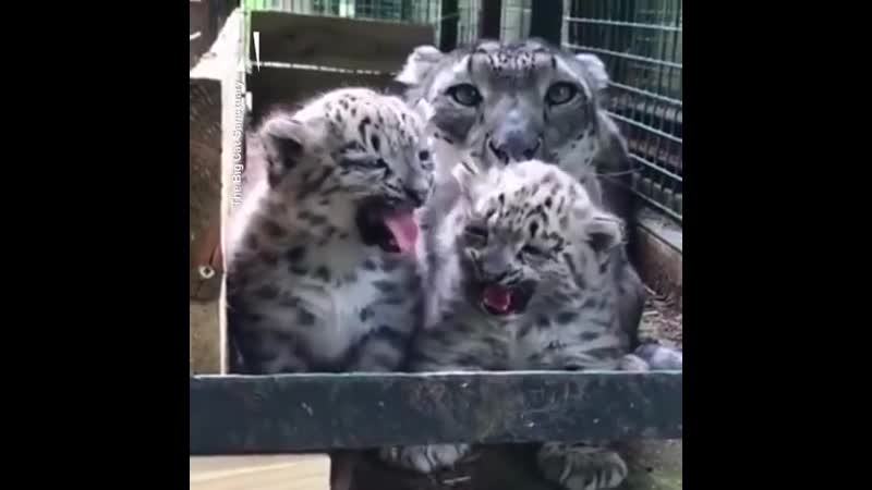 Prоud mama snоw lеоpard and hеr сubs