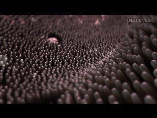 Immunology in the gut mucosa