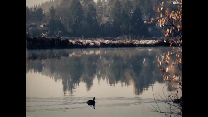Gela guralia coming home again (art video)