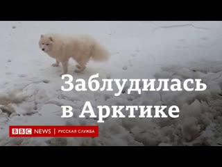 Молодые потерялась в арктике