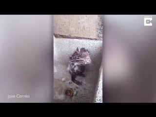 Ничего особенного, просто моется крыса