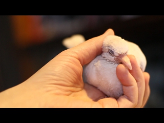 Молодая ручная смеющася горлица