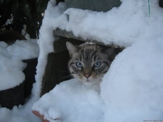 ✼снежок в ноябре✼/ ✼it's snowing in november✼