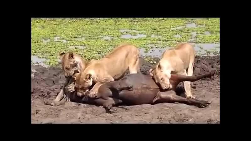 Львицы и гну