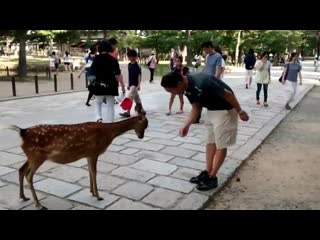 09 cute japanese polite bowing deer (nara park, japan)