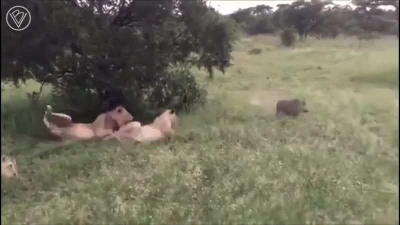 Привет, мохнатые!