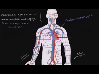 Система кровообращения и сердце [720p]