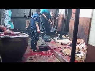 Cобаки убитые ради кожи