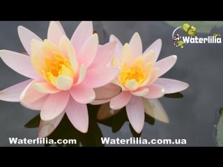 Nymphaea barbara dobbins кувшинка барбара доббинс