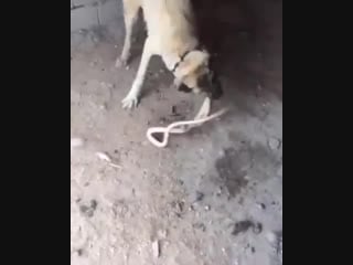 Kangal video+