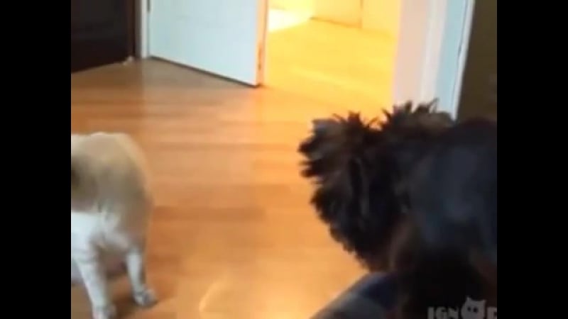 Собачонка набралась храбрости